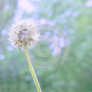 Dandelion white fluffy flower with abstract color on natural blue-green blurred spring background, selective focus.