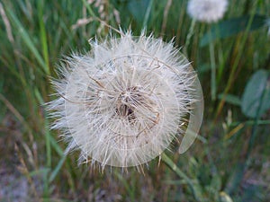 Dandelion dreams