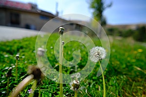 Dandelion Dreams