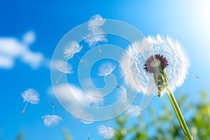 Dandelion Dreams: Nature's Whimsical Dance.