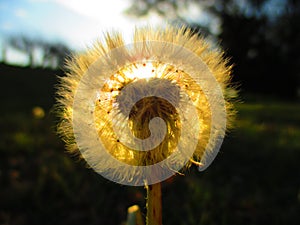 Dandelion dreams sunlight glare