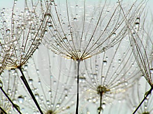 Dandelion with droplets