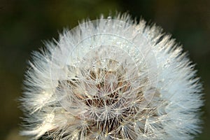 Dandelion with droplets of dew
