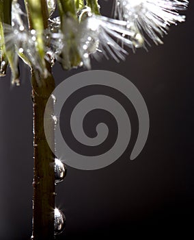 Dandelion Droplets