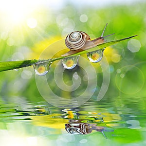 Dandelion in the drops of dew on the green grass and snail.