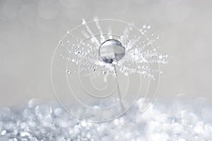 Dandelion with drops of dew in a silver color.