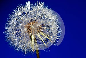 Dandelion drops flower summer