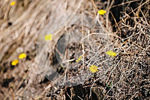 Dandelion with dry grass background