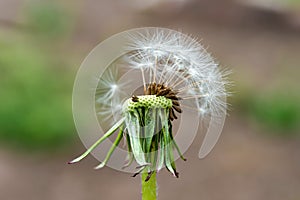 Dandelion almost empty  macro  close-up