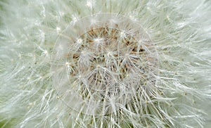 Dandelion. Extra close-up of seeded dandelion head