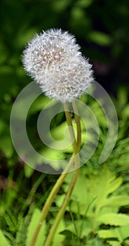 Dandelion. Extra close-up of seeded dandelion head