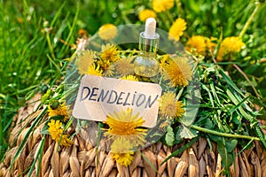 Dandelion extract and homeopathic supplements. Selective focus.