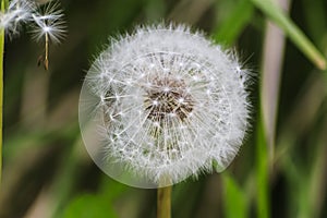 Dandelion fairy flower