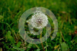 Dandelion with falling seeds