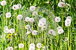 Dandelion family, closed flowers and whiteheads, meadow background