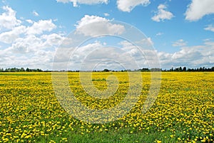 Dandelion field