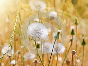 Dandelion field