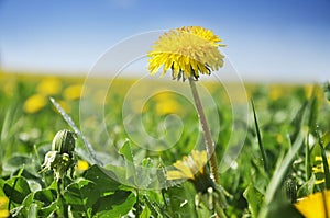 Dandelion field