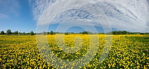 Dandelion field