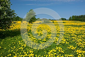 Dandelion field