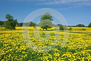 Dandelion field