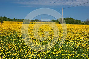 Dandelion field