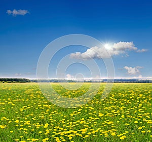 Dandelion field,