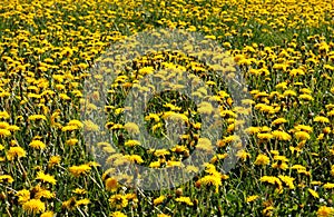 Dandelion field