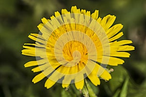 Dandelion in field