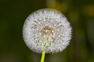 Dandelion in field