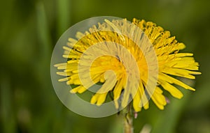 Dandelion in field