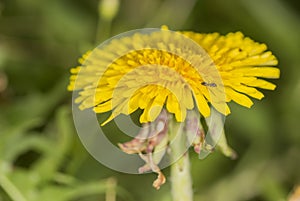 Dandelion in field