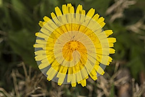 Dandelion in field