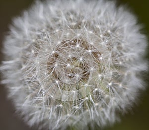 Dandelion in field