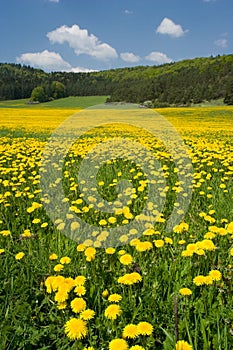 Dandelion Field