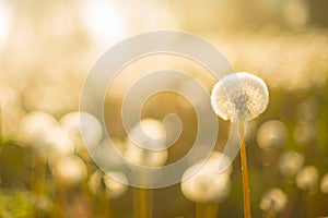 Dandelion field