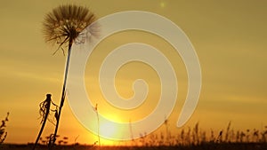 Dandelion in the field on the background of a beautiful sunset. blooming dandelion flower at sunrise. fluffy dandelion