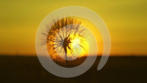 Dandelion in the field on the background of a beautiful sunset. blooming dandelion flower at sunrise. fluffy dandelion