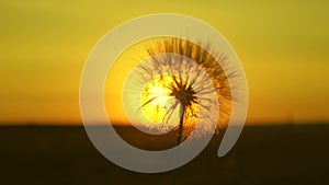 Dandelion in the field on the background of a beautiful sunset. blooming dandelion flower at sunrise. fluffy dandelion