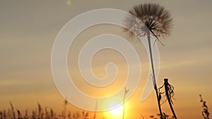 Dandelion in the field on the background of a beautiful sunset. blooming dandelion flower at sunrise. fluffy dandelion