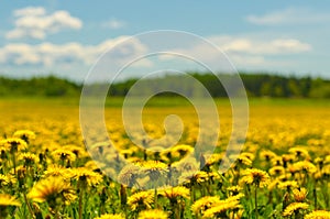 Dandelion field and blue sky