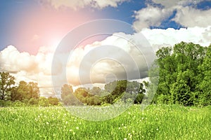 Dandelion field,blue sky and sunlight