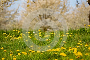 Dandelion field with blur cherry blossom trees in the background