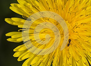 Dandelion in field close up with ant