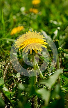 Dandelion in the field close-up. Dandelion in the grass.