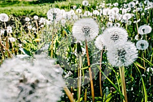 Dandelion field. CloseUp, macro of fluffy dandelion. Part of a meadow, dandelions in the background. Beautiful white dandelion