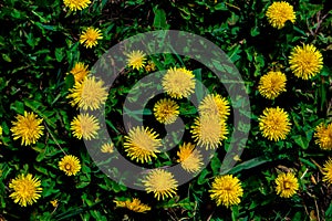 Dandelion field. Dandelion blossom in green grass on the field.