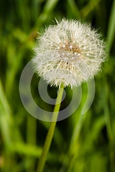 Dandelion