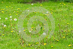 Dandelion field. fluffy dandelion. Part of a meadow in the background.