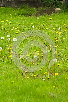 Dandelion field. fluffy dandelion. Part of a meadow in the background.